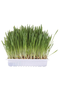 Obrázok pre TRIXIE 4235 pamlsek pro psy/kočky Kočka 100 g