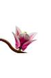 Obrázok pre LEGO BOTANICALS 11510 Magnoliové větve