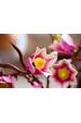 Obrázok pre LEGO BOTANICALS 11510 Magnoliové větve