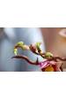 Obrázok pre LEGO BOTANICALS 11510 Magnoliové větve